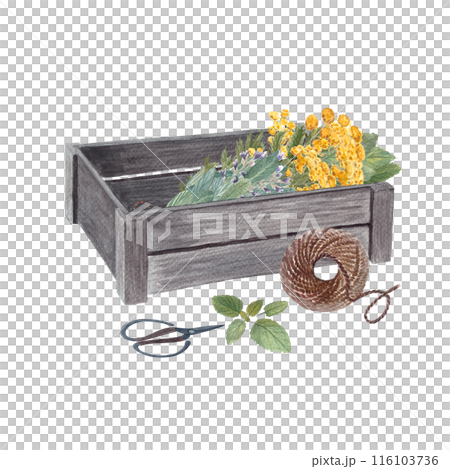Wooden crate with blue tansy, sage, scissors and jute rope in watercolor isolated on white. Rustic art in simple stile for vintage design, flower shops, stickers, gardening, organic herbs labels 116103736