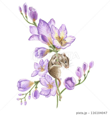 Mouse on a freesia flower branch. Watercolor illustrations of animals. Cute animals for invitations, greeting cards, baby showers and other celebrations. For printing stickers. Drawing of mammals. Mouse on a freesia flower branch. Watercolor illustrations of animals. Cute animals for invitations, greeting cards, baby showers and other celebrations. For printing stickers. Drawing of mammals. 116104047