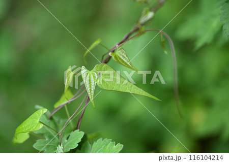 山芋（自然薯）の若葉 116104214