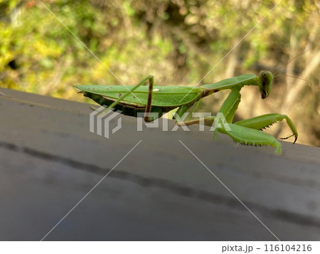 カマキリの散歩 カマキリの散歩 116104216