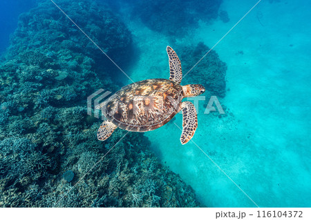 ウミガメ 116104372