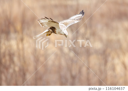 ホバリングする美しいケアシノスリ（タカ科）。  日本国群馬県、利根川河川敷にて。 2024年3月撮影 116104637