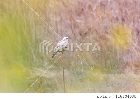 菜の花畑で休む美しいケアシノスリ（タカ科）。  日本国群馬県、利根川河川敷にて。 2024年3月 116104639