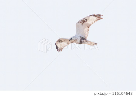 飛翔する美しいケアシノスリ（タカ科）。  日本国群馬県、利根川河川敷にて。 2024年3月撮影。 116104648