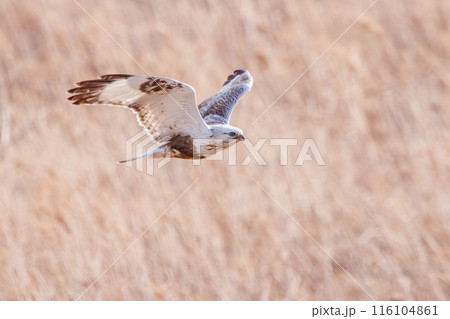 葦原から飛び出す美しいケアシノスリ（タカ科）。  日本国群馬県、利根川河川敷にて。 2024年2月撮 116104861