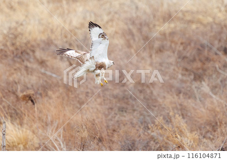 葦原から飛び出す美しいケアシノスリ（タカ科）。  日本国群馬県、利根川河川敷にて。 2024年2月撮 116104871