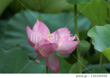 初夏の早朝を彩る清らかなハスの花たち 初夏の早朝を彩る清らかなハスの花たち 116104936