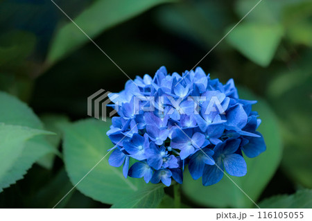 梅雨空に色彩鮮やかに咲き誇るアジサイの花 116105055