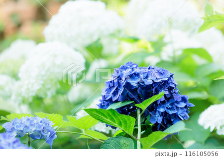 梅雨空に色彩鮮やかに咲き誇るアジサイの花 116105056