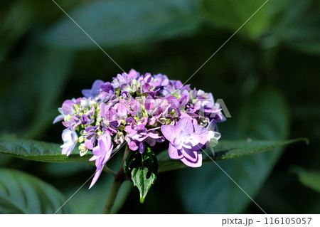 梅雨空に色彩鮮やかに咲き誇るアジサイの花 116105057