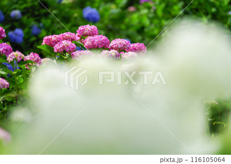 紫陽花 紫陽花 116105064