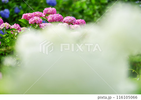 紫陽花 116105066