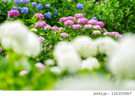 紫陽花 紫陽花 116105067