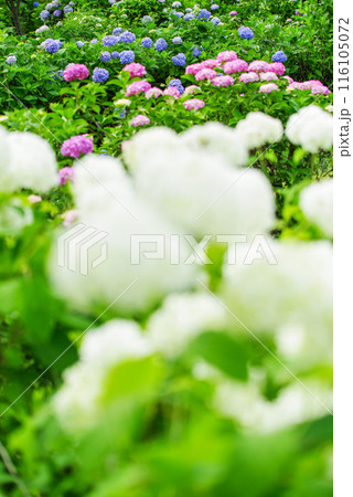 紫陽花 紫陽花 116105072
