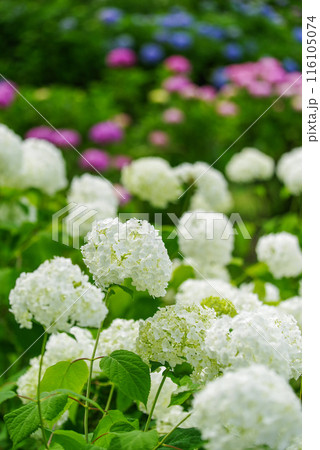 紫陽花 紫陽花 116105074