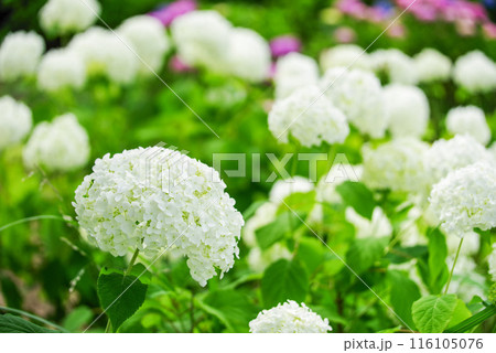 紫陽花 紫陽花 116105076