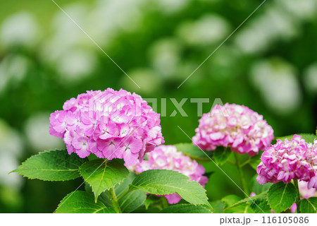紫陽花 116105086