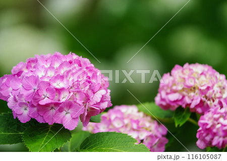 紫陽花 紫陽花 116105087