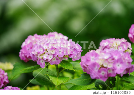 紫陽花 紫陽花 116105089