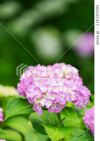 紫陽花 紫陽花 116105090