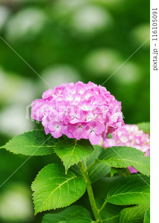 紫陽花 紫陽花 116105091