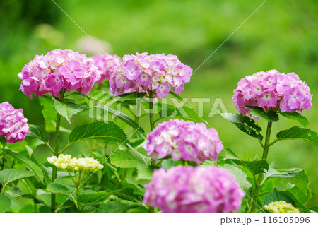 紫陽花 116105096