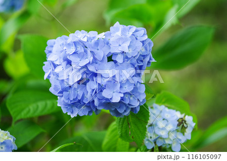 紫陽花 紫陽花 116105097