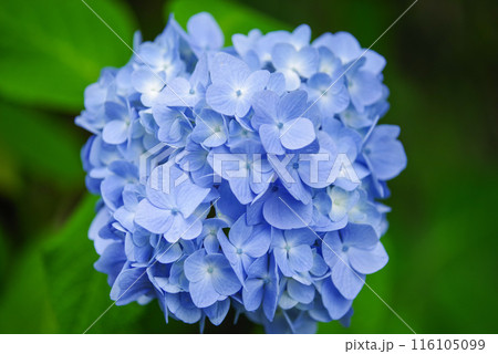 紫陽花 116105099