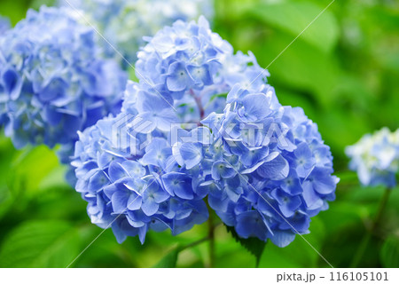 紫陽花 116105101