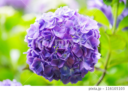 紫陽花 紫陽花 116105103