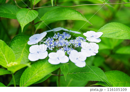 紫陽花 116105109