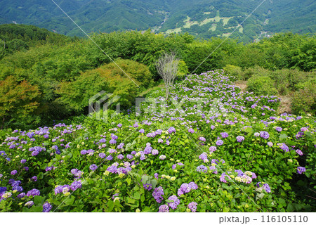 美の山公園　天空のアジサイ 116105110