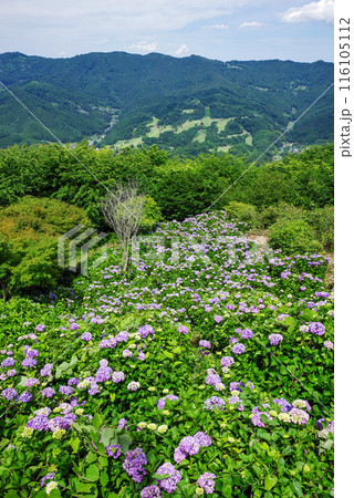 美の山公園　天空のアジサイ 116105112