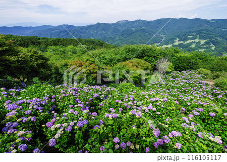 美の山公園　天空のアジサイ 116105117