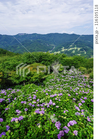 美の山公園　天空のアジサイ 116105118