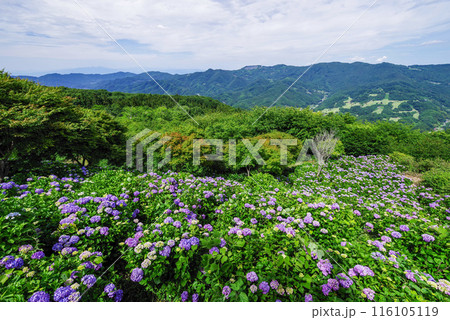 美の山公園　天空のアジサイ 116105119