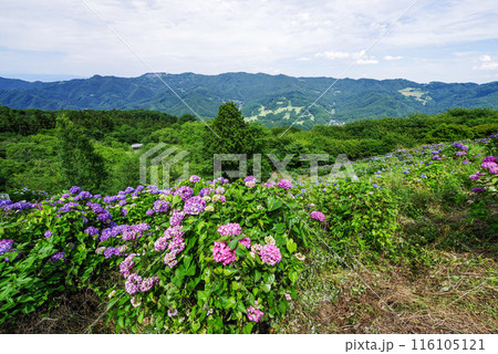 美の山公園　天空のアジサイ 116105121
