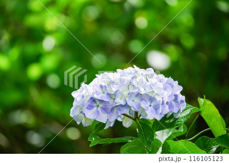 紫陽花 116105123
