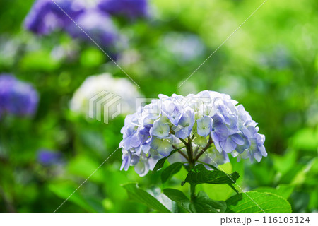 紫陽花 紫陽花 116105124