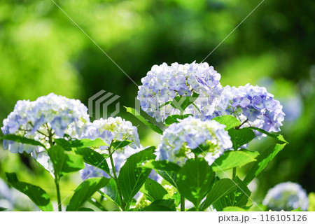 紫陽花 紫陽花 116105126