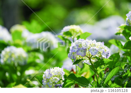 紫陽花 116105128