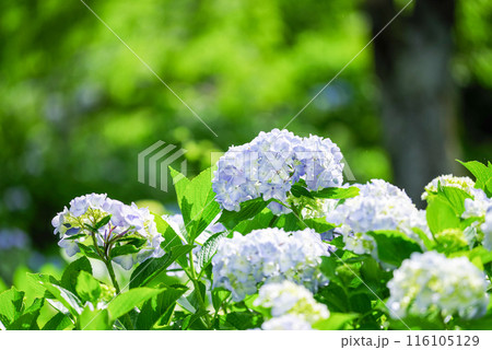 紫陽花 116105129