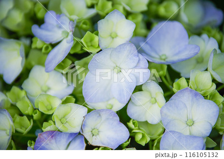 紫陽花 116105132