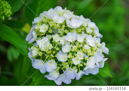 紫陽花 紫陽花 116105138
