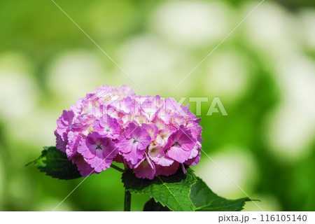 紫陽花 紫陽花 116105140