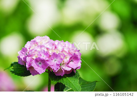 紫陽花 紫陽花 116105142
