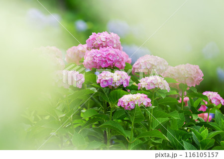 紫陽花 116105157