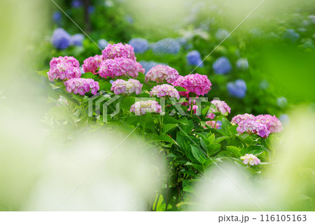 紫陽花 紫陽花 116105163
