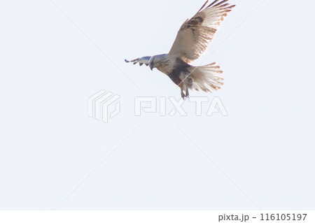 ホバリングする美しいケアシノスリ（タカ科）。  日本国群馬県、利根川河川敷にて。 2024年2月撮影 116105197