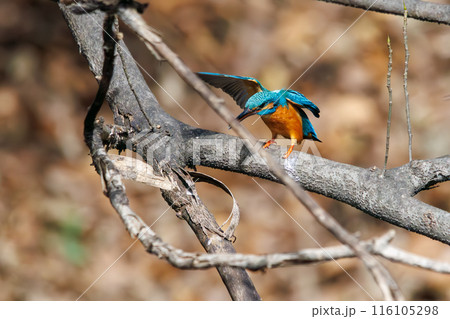 餌を捕らえるために水に飛び込む可愛いカワセミ（カワセミ科）。  日本国東京都文京区、小石川植物園にて 116105298